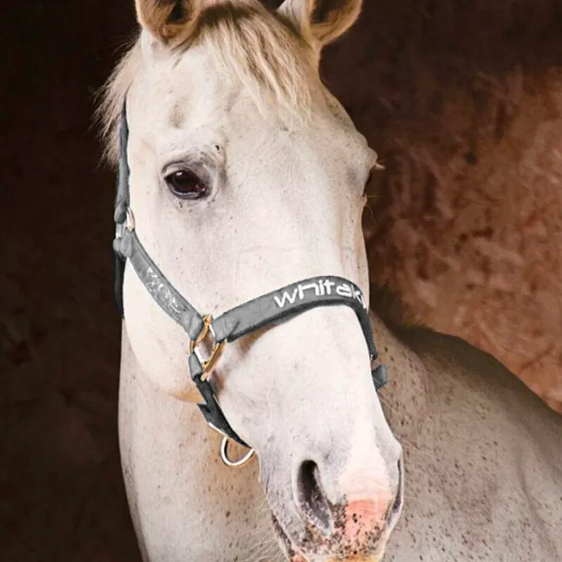 John Whitaker Eldwick Headcollar and Leadrope Set - Grey